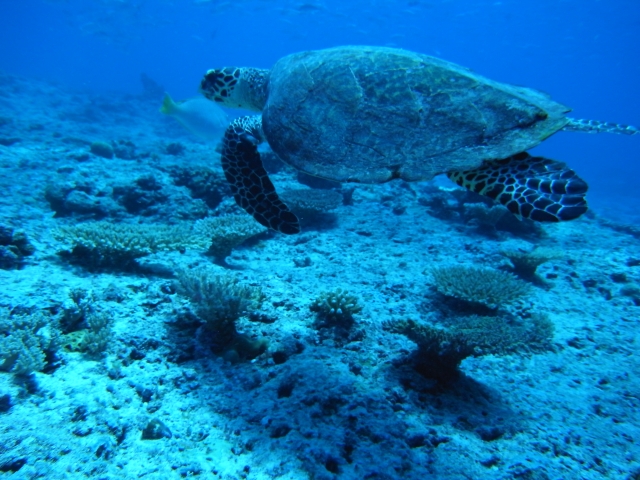 海中の中で泳ぐウミガメの写真