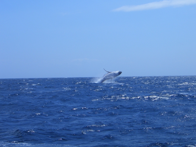 海の遠くでザトウクジラがブリーチング（水面に出て回転ジャンプ）している写真