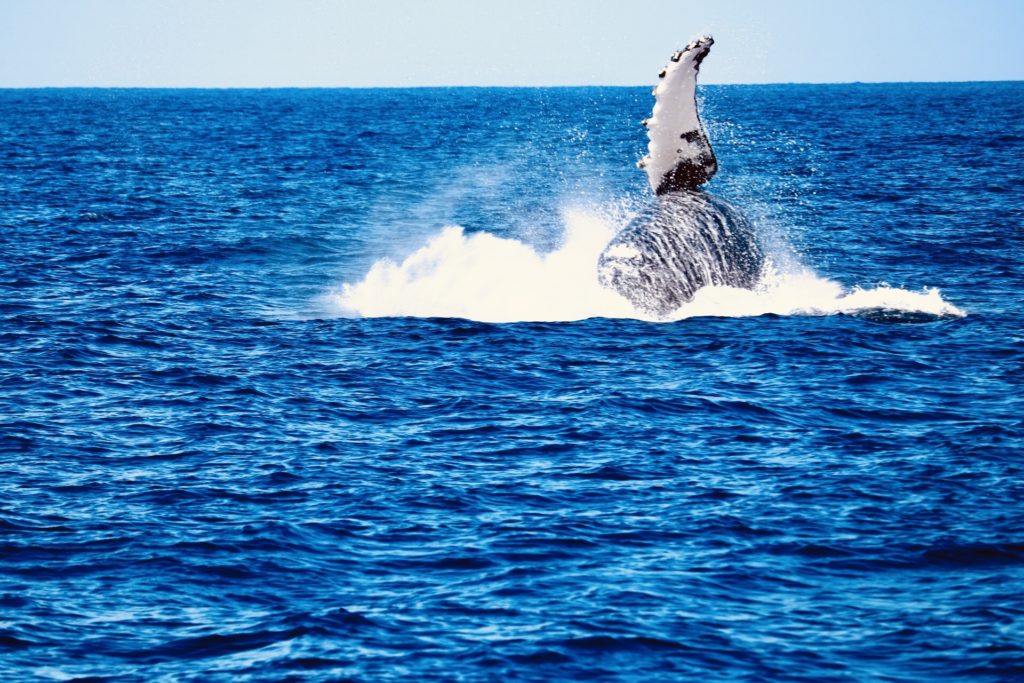 ザトウクジラのブリーチングと呼ばれる豪快なジャンプ写真